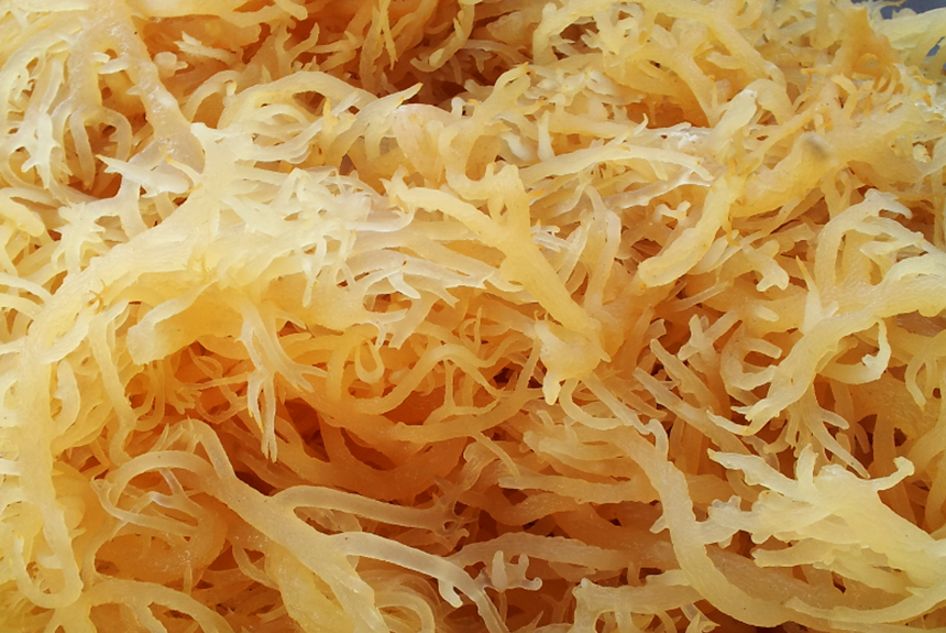 Sea Moss